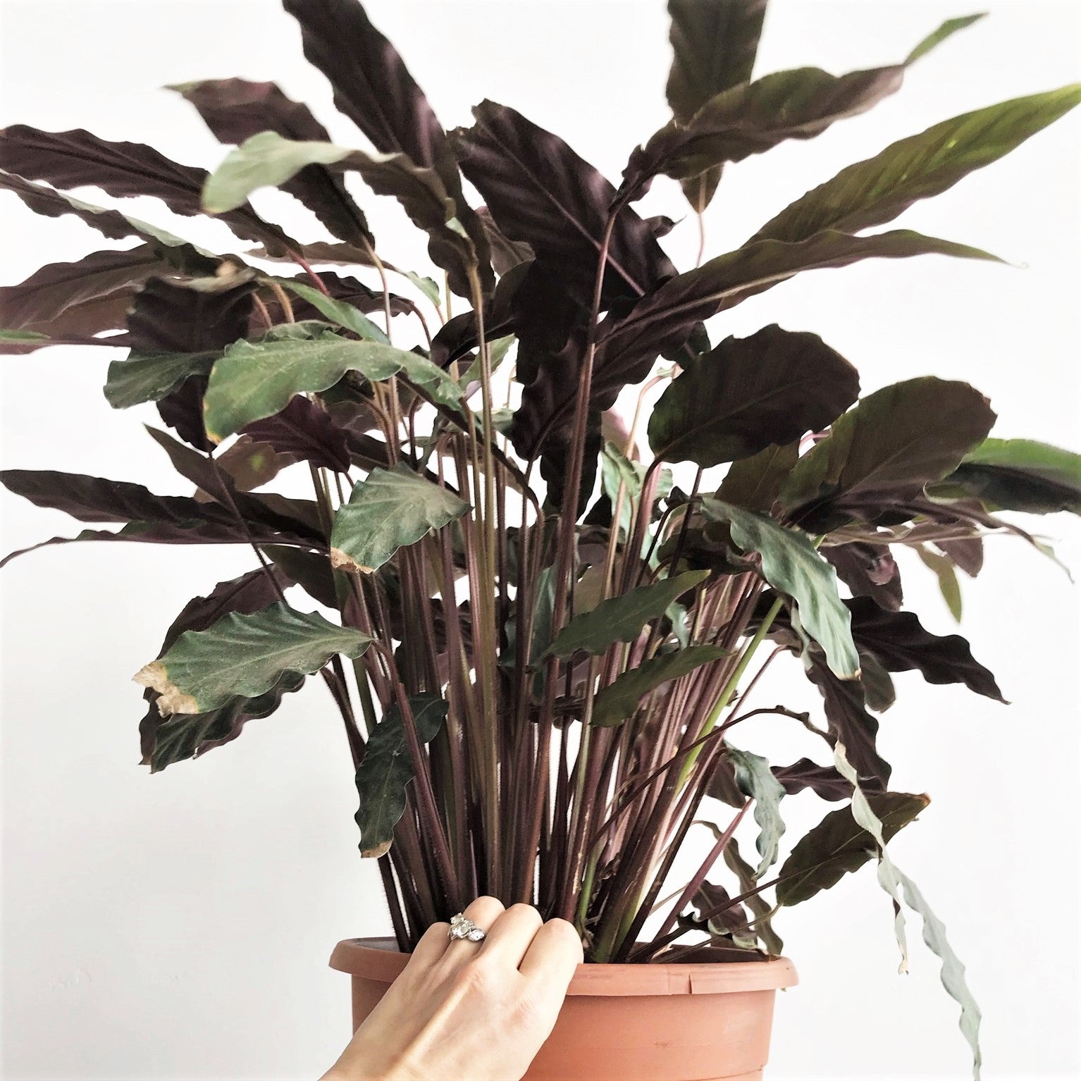 Geoppertia rufibarba - Velvet Calathea, Furry Feather Calathea