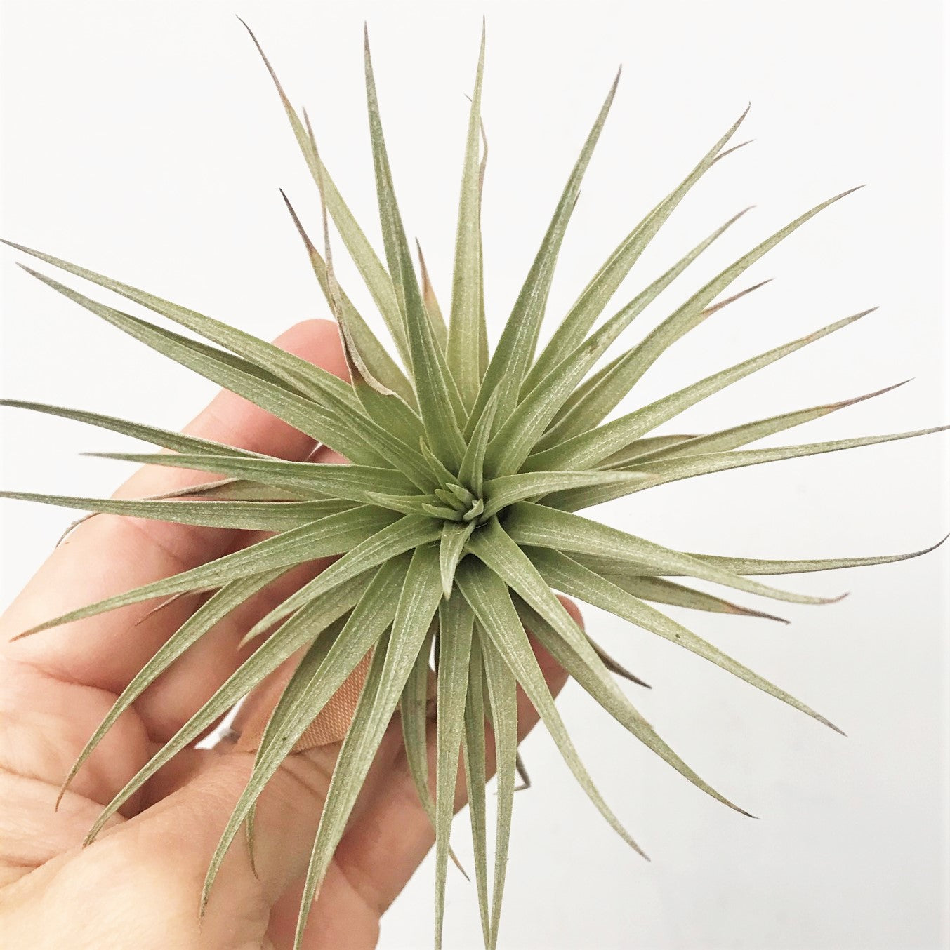 Tillandsia espinosae - Airplant