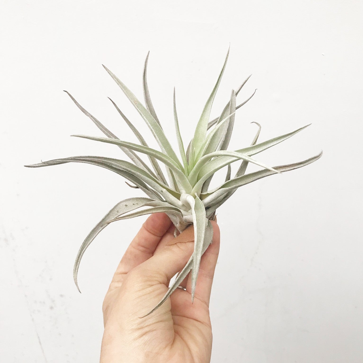 Tillandsia harrisii - Airplant