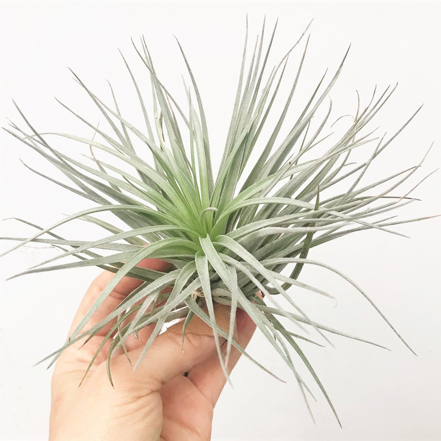 Tillandsia Houston 'Red Princess' - Airplant
