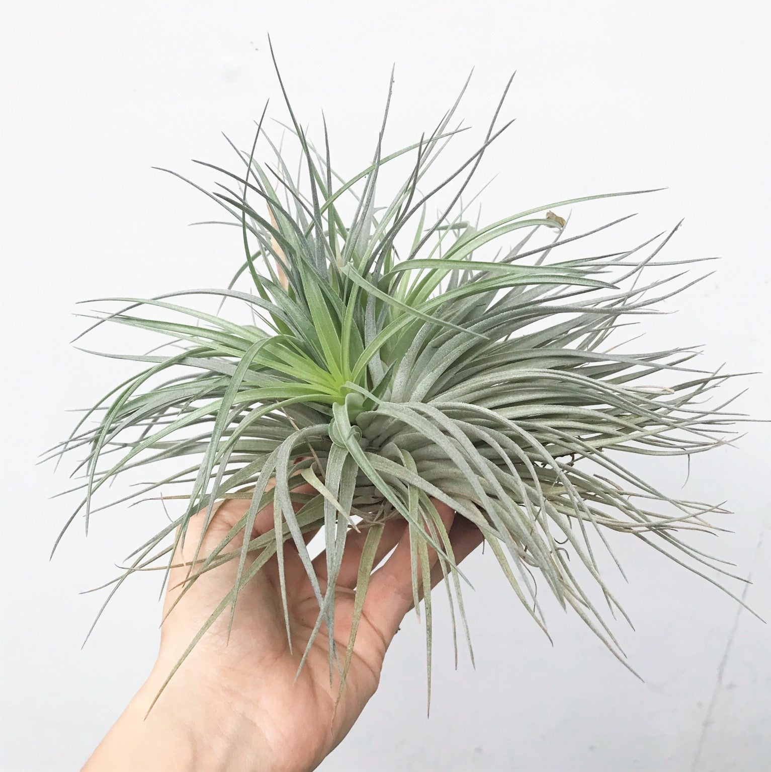 Tillandsia Houston 'Red Princess' - Airplant