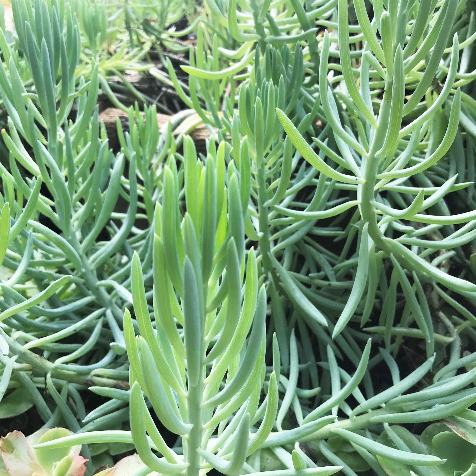 Senecio vitalis - Blue Chalk Fingers, Narrow-leaf Chalksticks