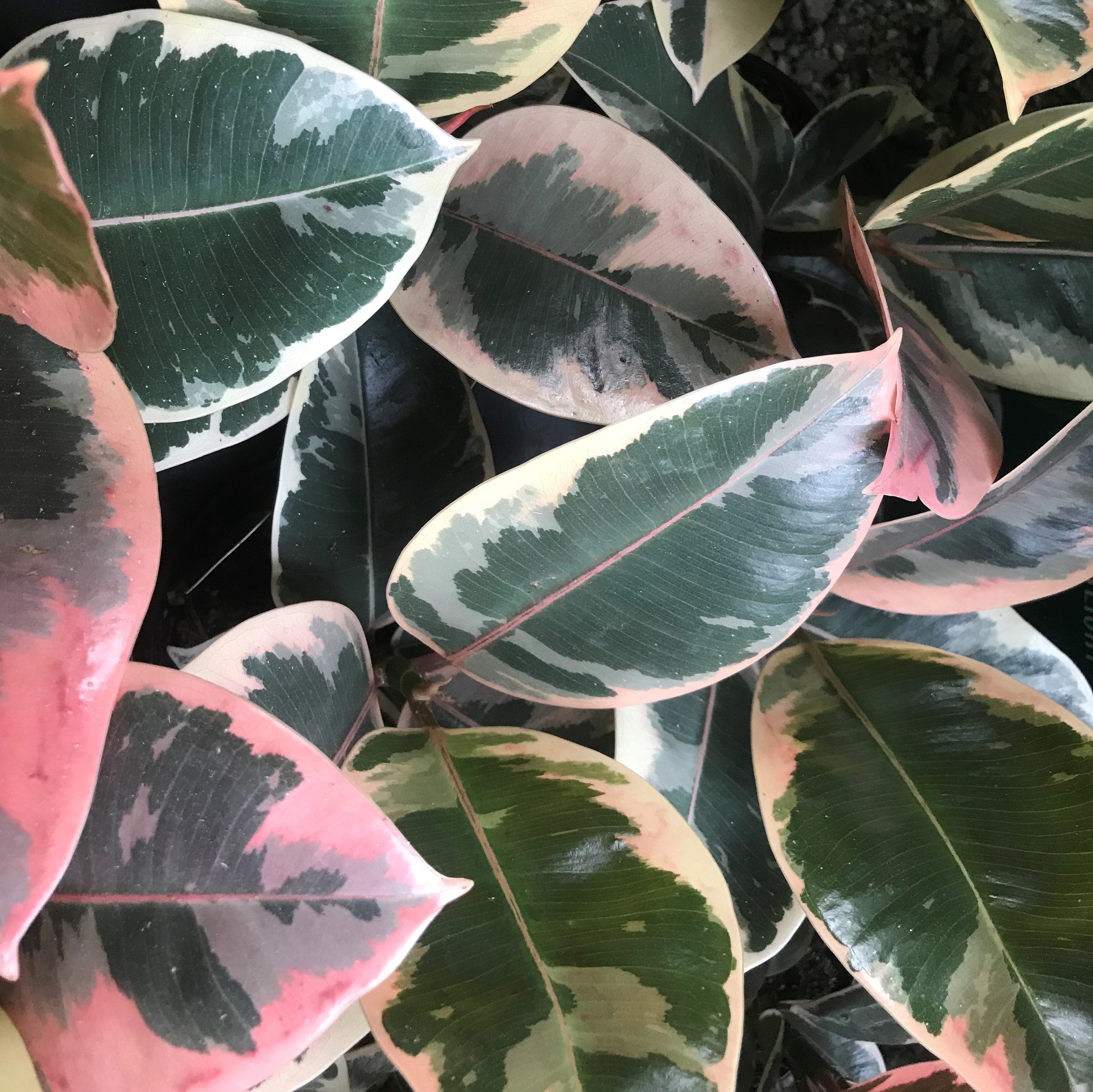 Ficus elastica 'Ruby' - Rubber Tree