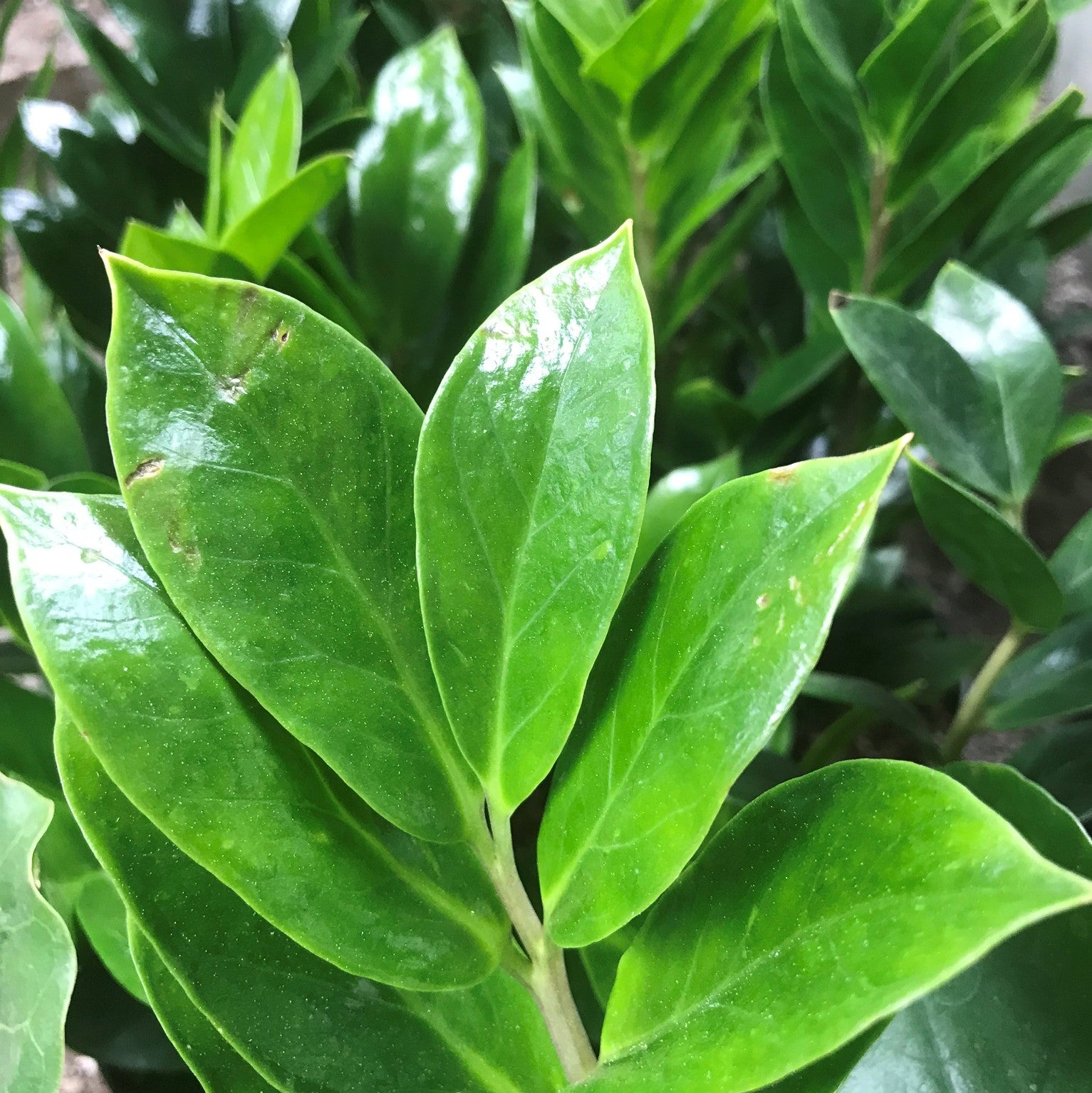 Zamioculcas zamiifolia - ZZ Plant, Zanzibar Gem