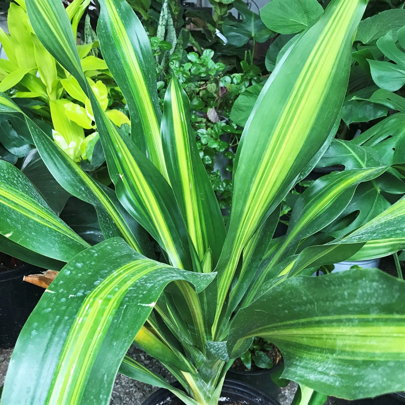 Dracaena fragrans 'Hawaiian Sunshine' - Dragon Tree