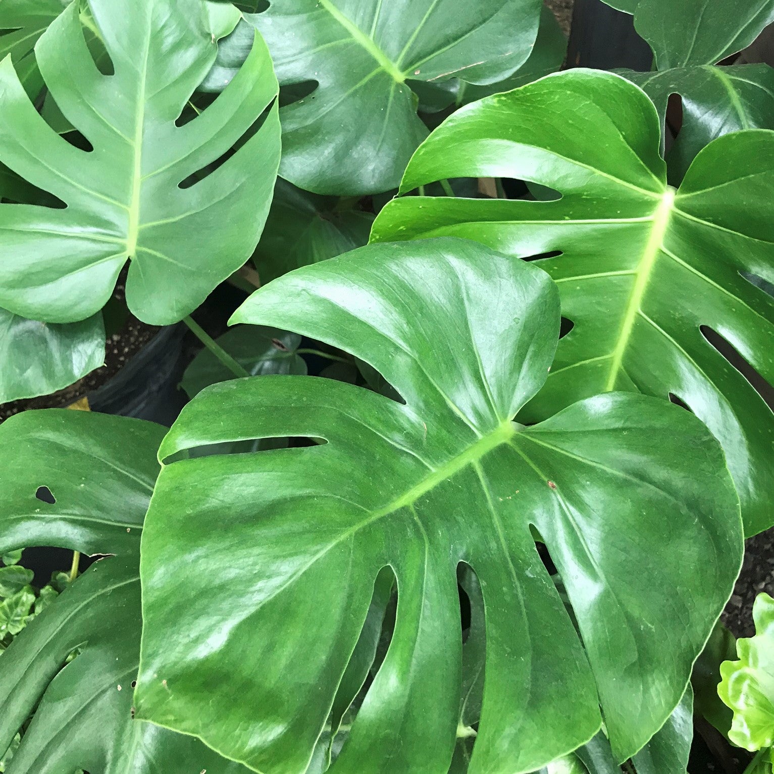 Monstera deliciosa