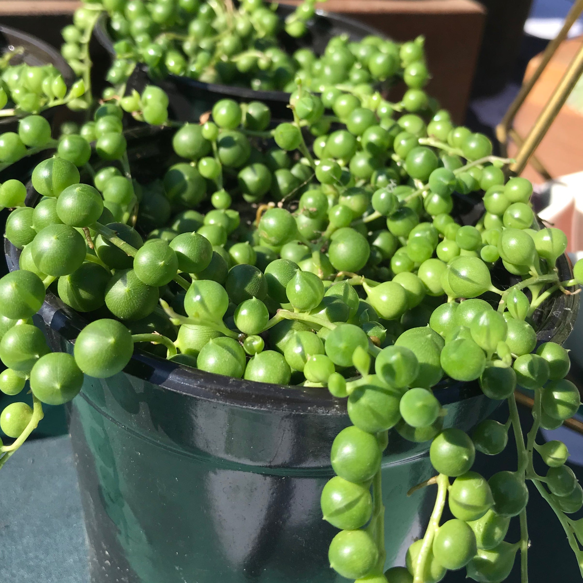 Curio rowleyanus - String of Pearls