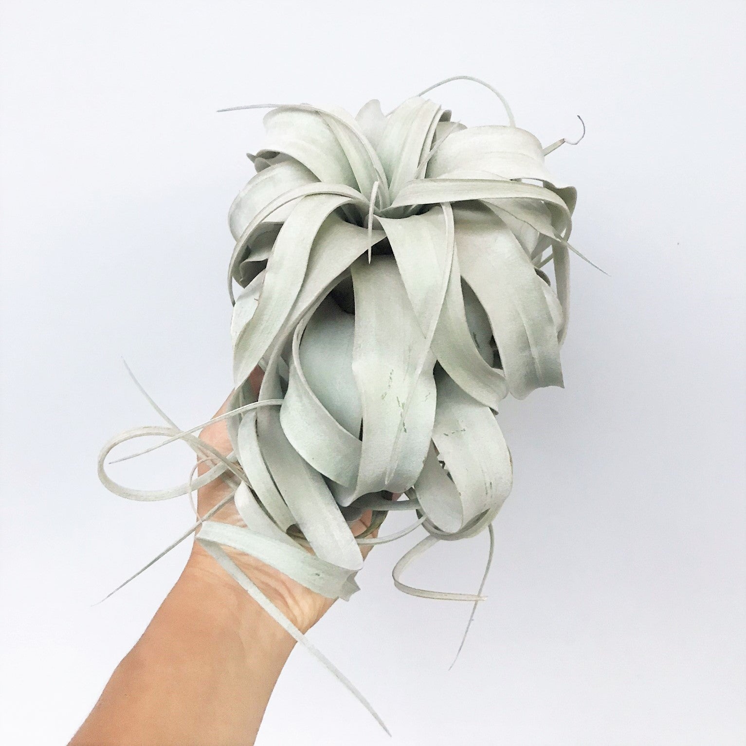 Tillandsia Xerographica - Airplant