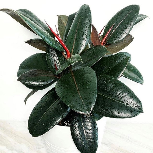 Ficus elastica 'Burgundy' - Rubber Tree