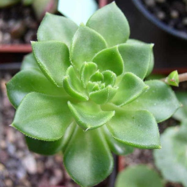 Sedeveria letizia - 'Lety's Sedeveria'