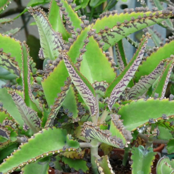 Kalanchoe daigremontiana - Alligator Plant, Mother of Millions