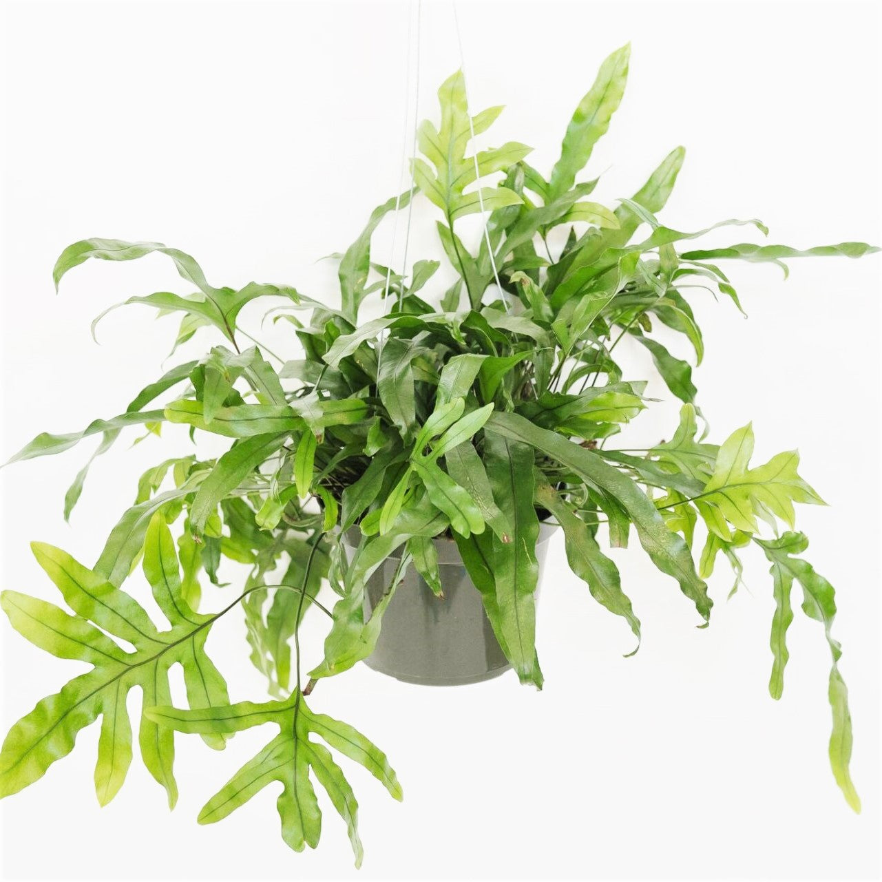 Zealandia pustulata - Kangaroo Fern