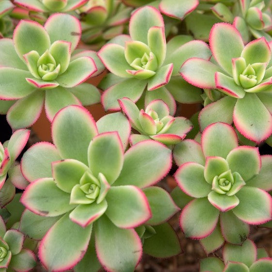 Aeonium 'Kiwi'