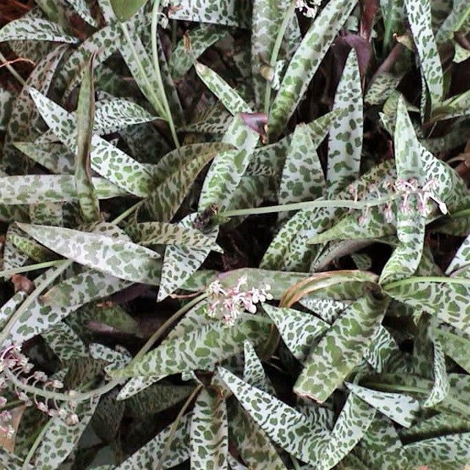 Ledebouria socialis - Silver Squill, Leopard Lily, Scilla Violacea