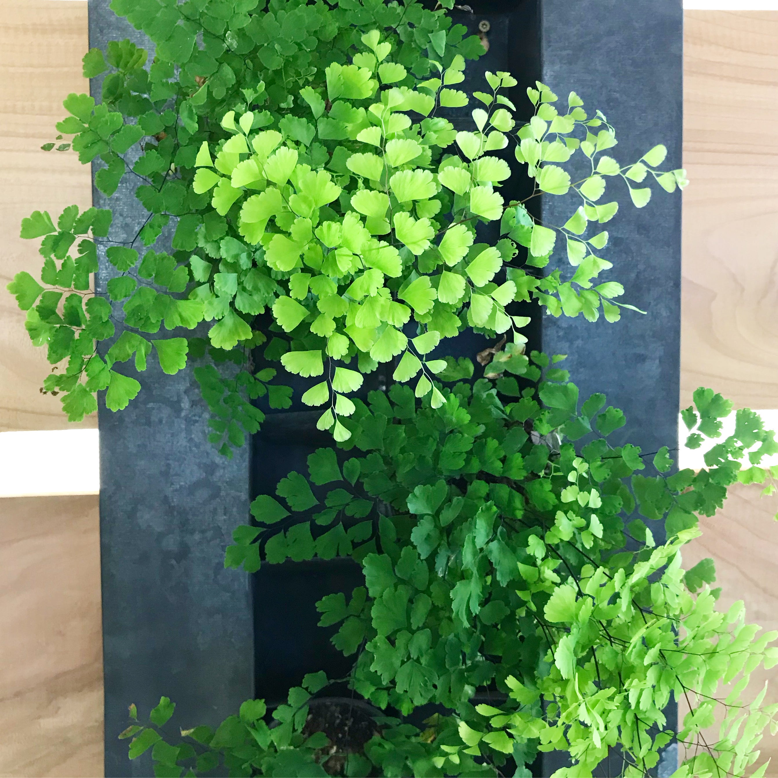 Adiantum raddianum - Maidenhair Fern