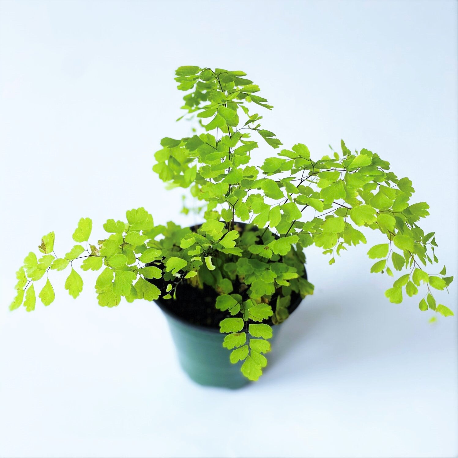 Adiantum raddianum - Maidenhair Fern