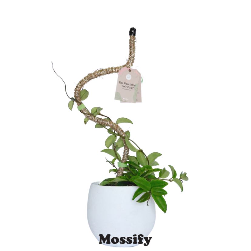 Mossify Bendable Coir Pole