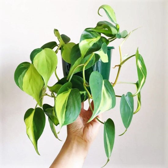Philodendron hederaceum 'Brazil' - Heartleaf Philodendron 'Brazil', 'Lemon Lime'