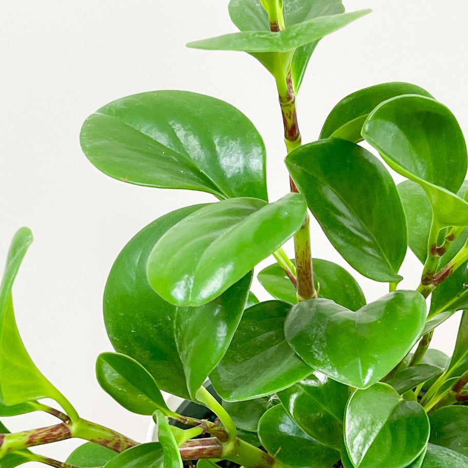 Peperomia obtusfolia - Baby Rubber Plant