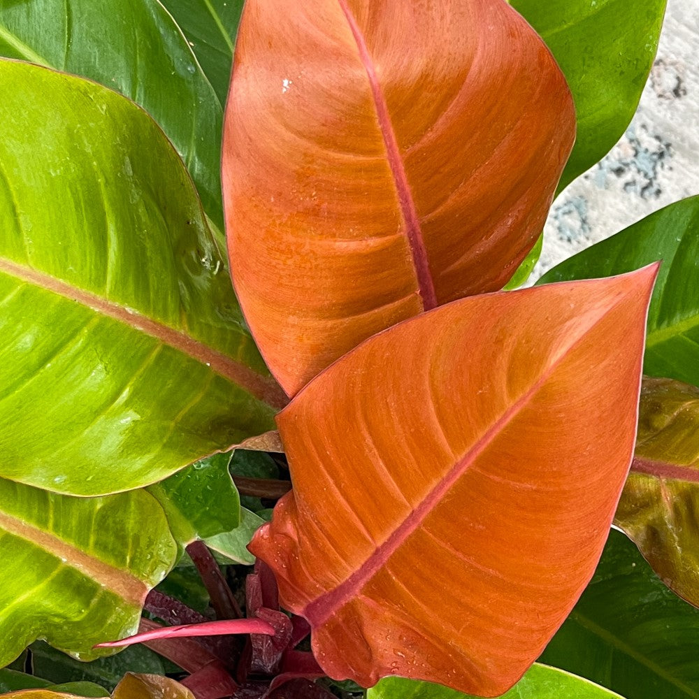 Philodendron 'Prince of Orange'