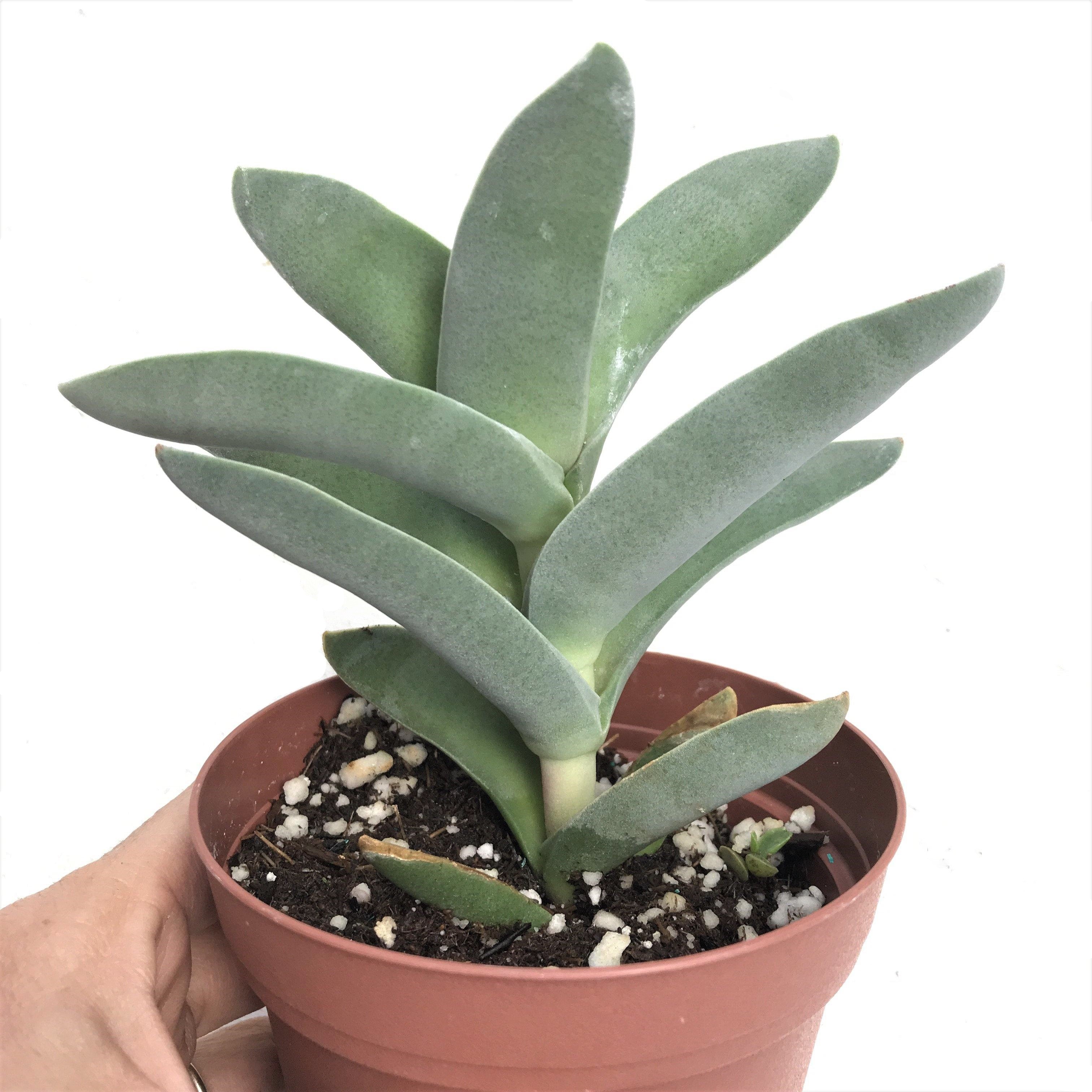 Crassula falcata - Propeller Plant