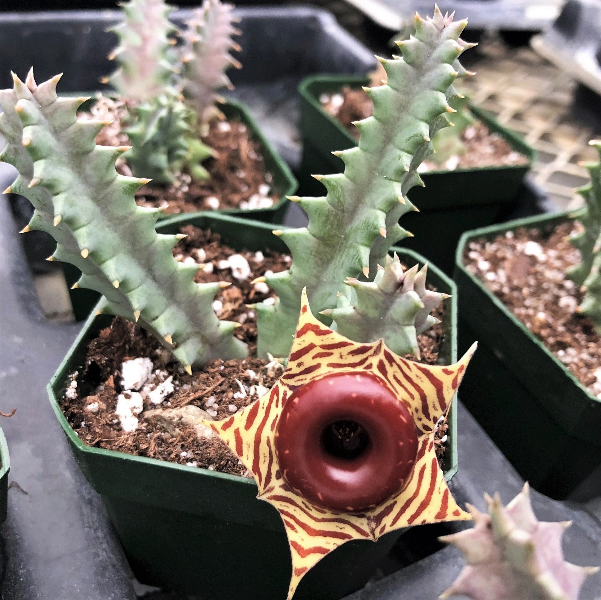 Stapelia huernia zebrina - Little Owl Eyes