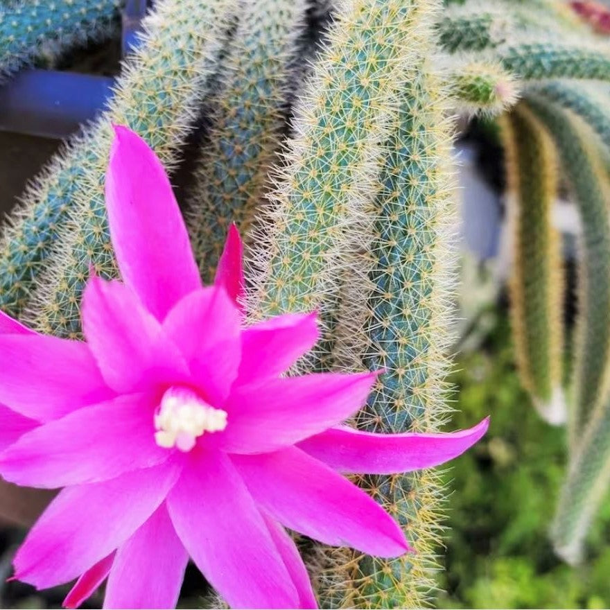 Aporocactus flagelliformis - Rat Tail Cactus