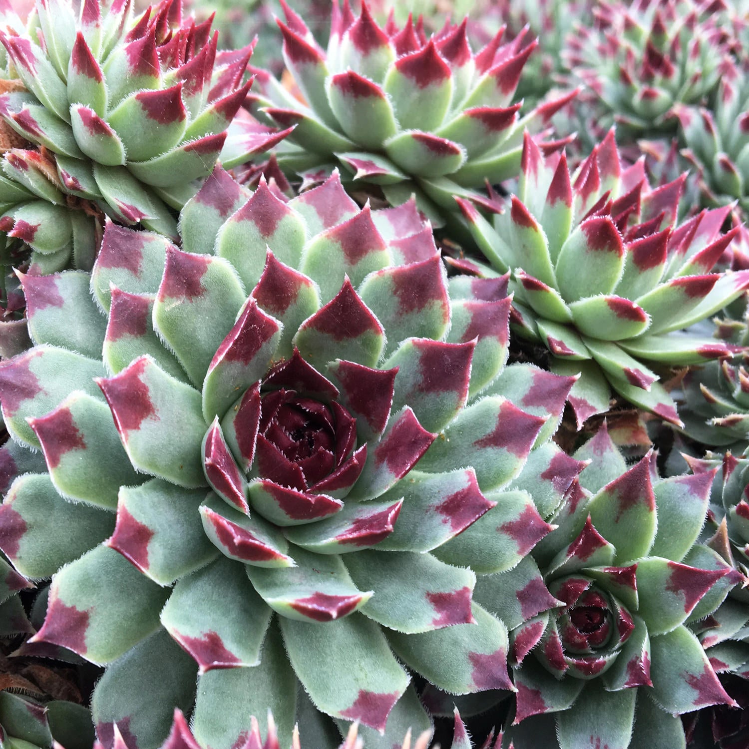 Sempervivum 'Mint Marvel'