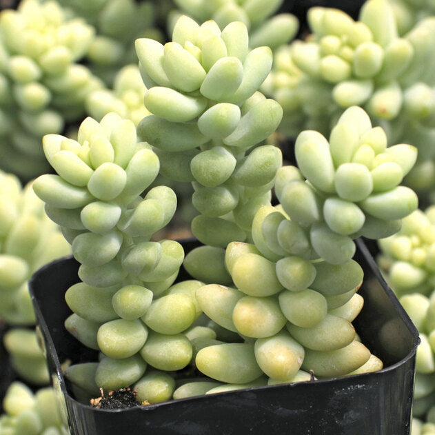 Sedum morganianum - Sedum 'Burrito'