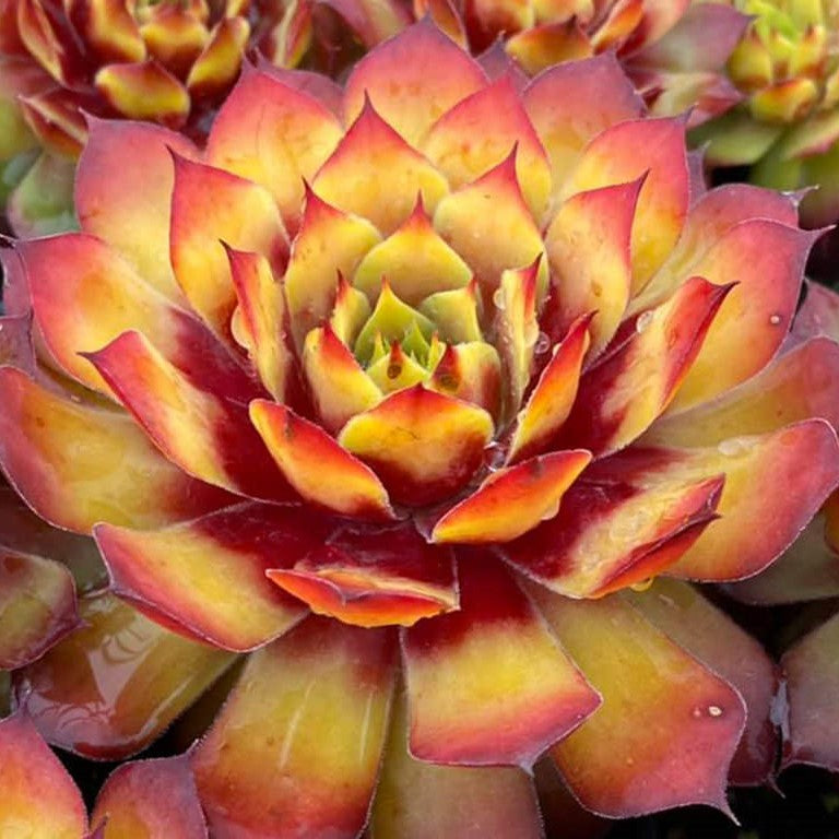 Sempervivum 'Gold Nugget'