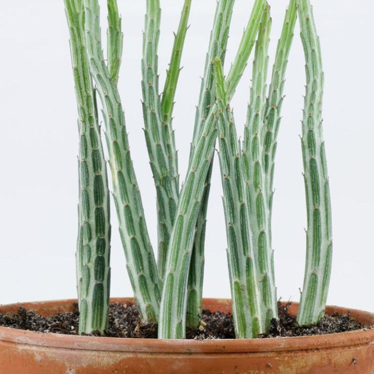 Senecio Stapeliiformis - Pickle Plant
