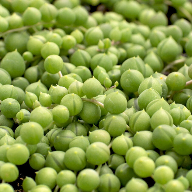Curio rowleyanus - String of Pearls