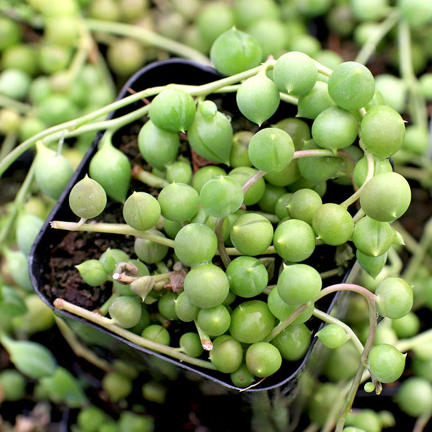 Curio rowleyanus - String of Pearls