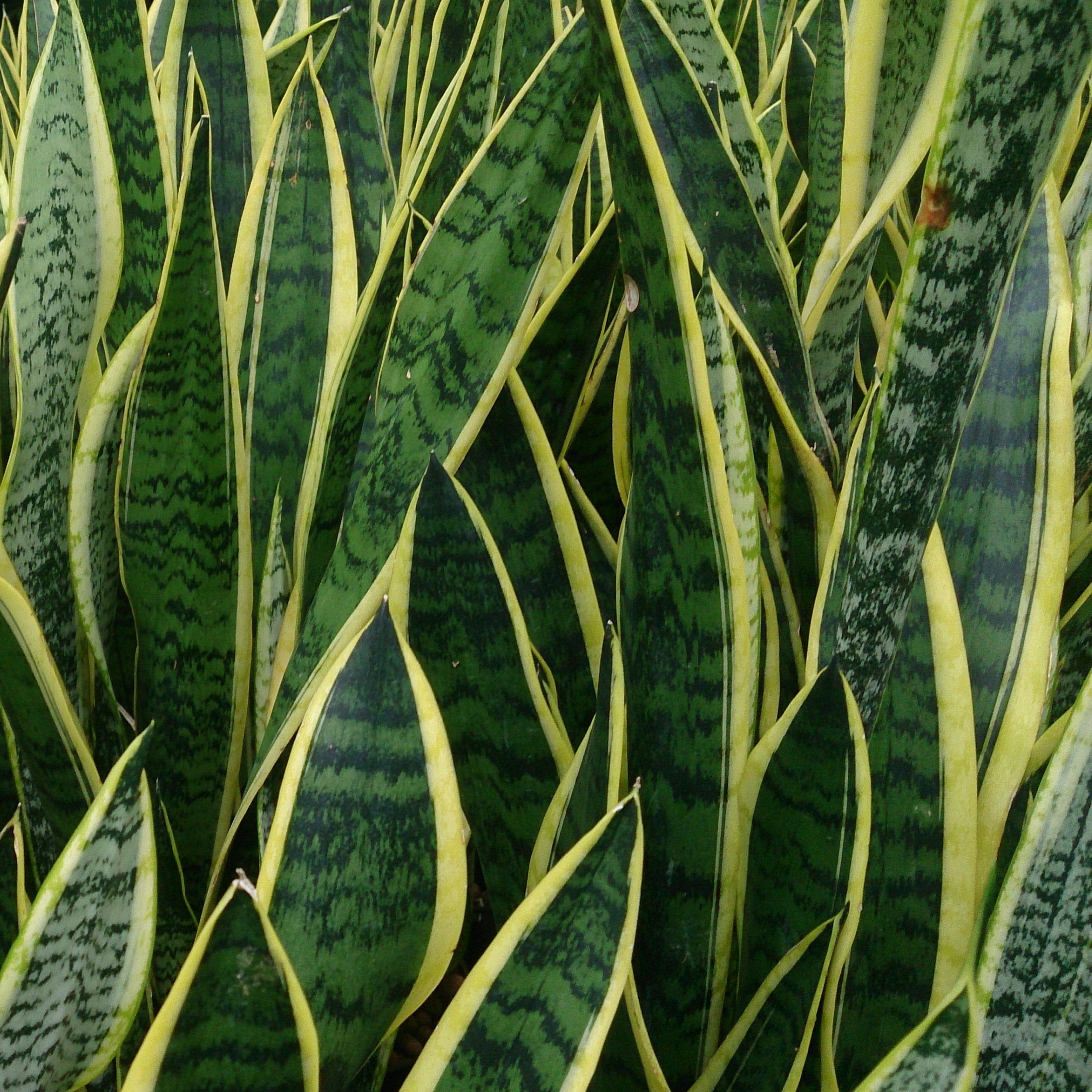 Sansevieria laurentii - Snake Plant, Mother-in-Law's Tongue