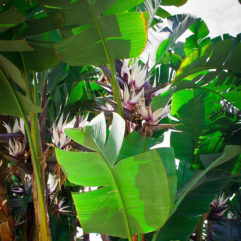 Strelitzia alba 'Alba' - White Bird of Paradise