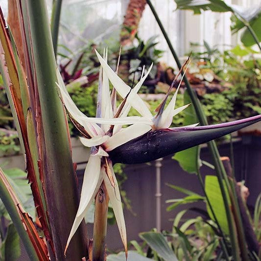 Strelitzia alba 'Alba' - White Bird of Paradise