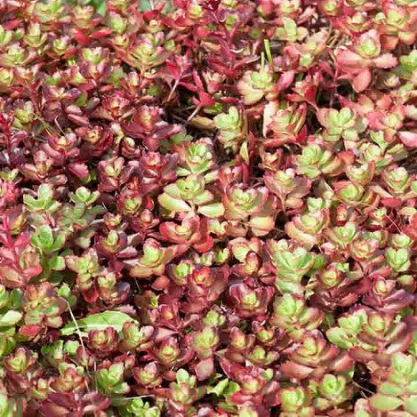 Sedum spurium 'Dragon's Blood'