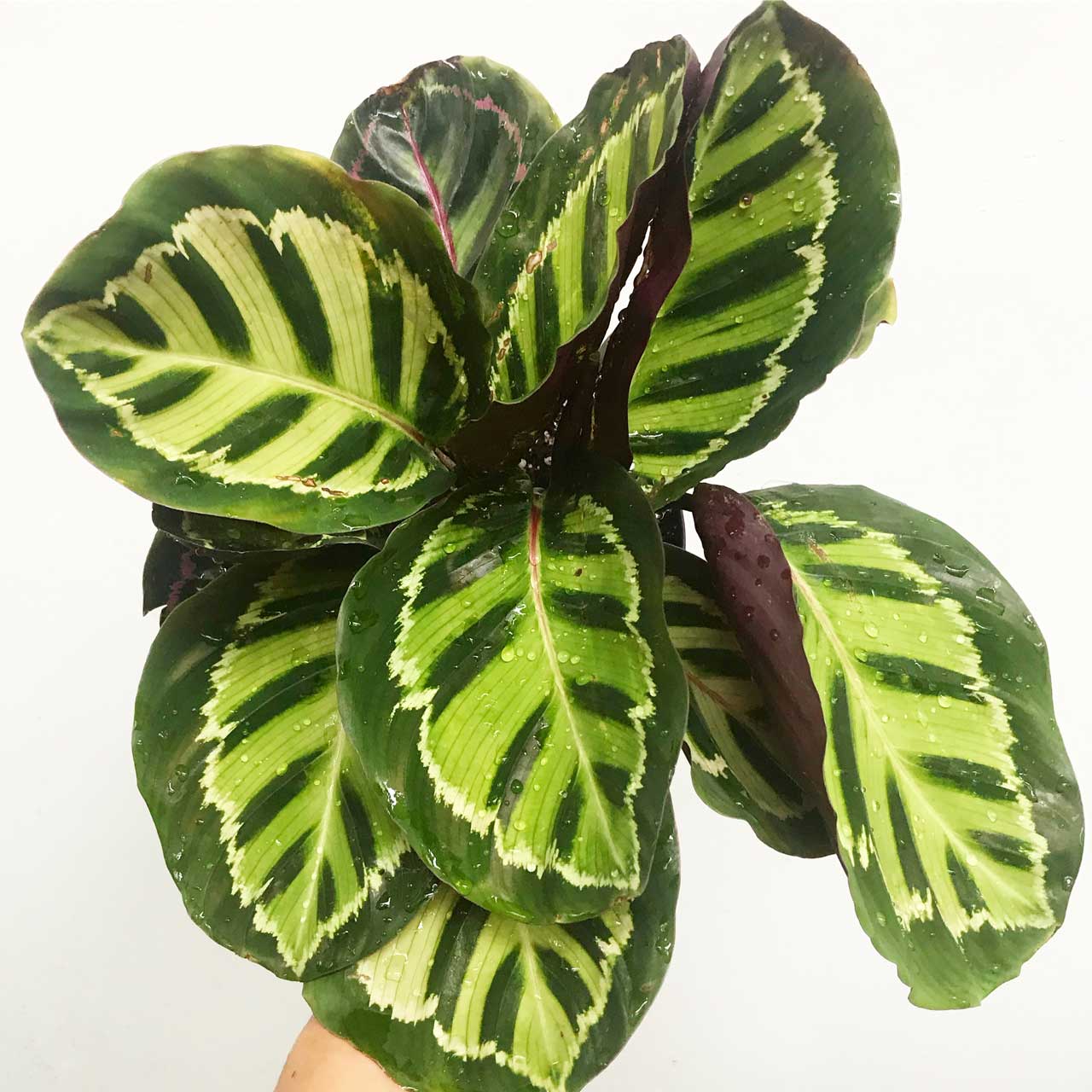 Calathea Roseopicta - Rose Painted Calathea