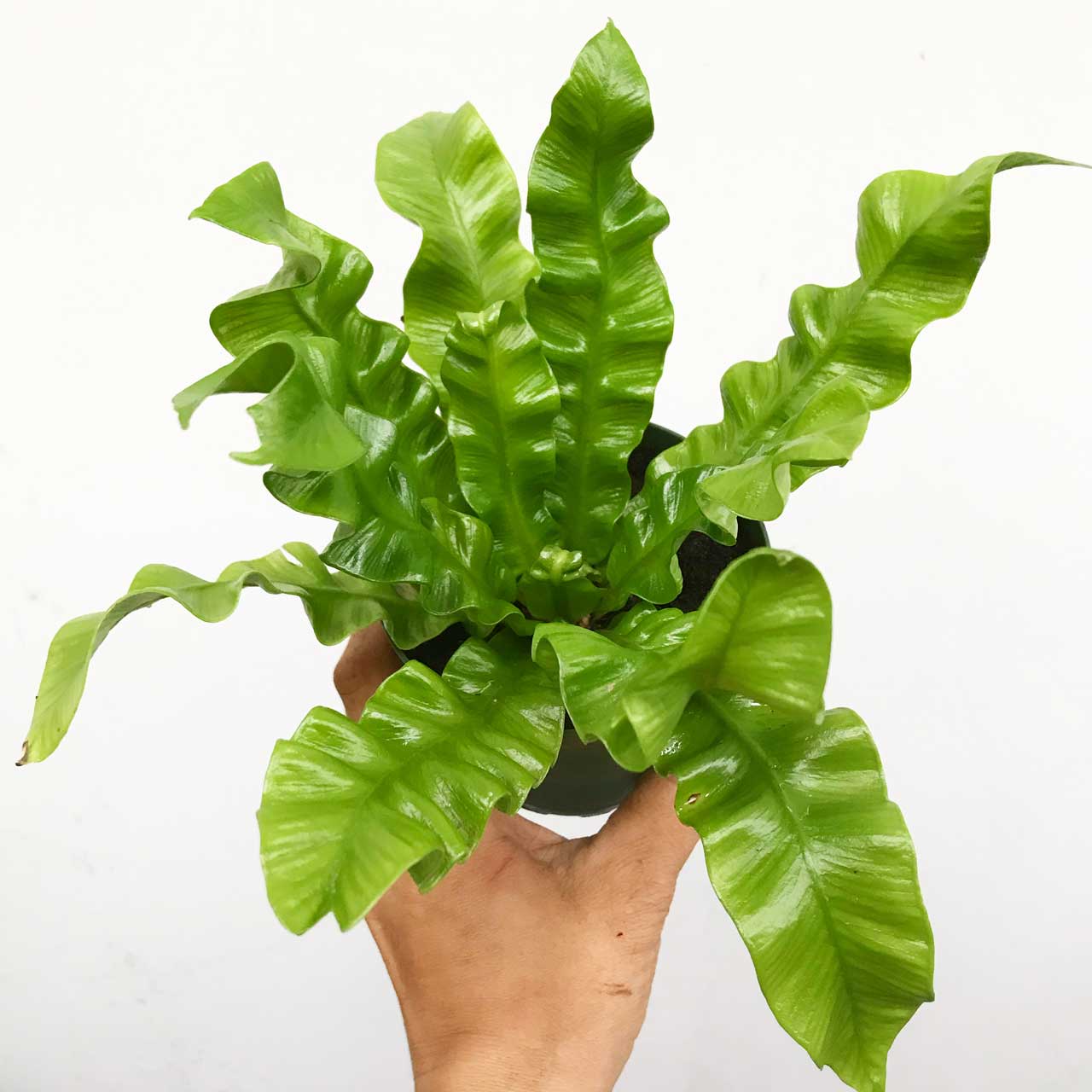 Asplenium nidus 'Crispy Wave' - Crispy Wave Fern