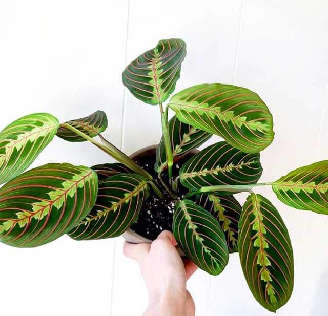 Maranta leuconeura - Pink Prayer Plant