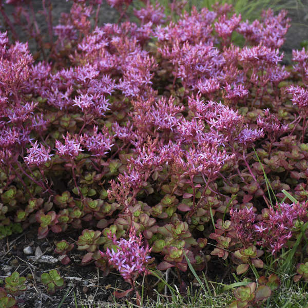 Sedum spurium 'Fuldaglut'