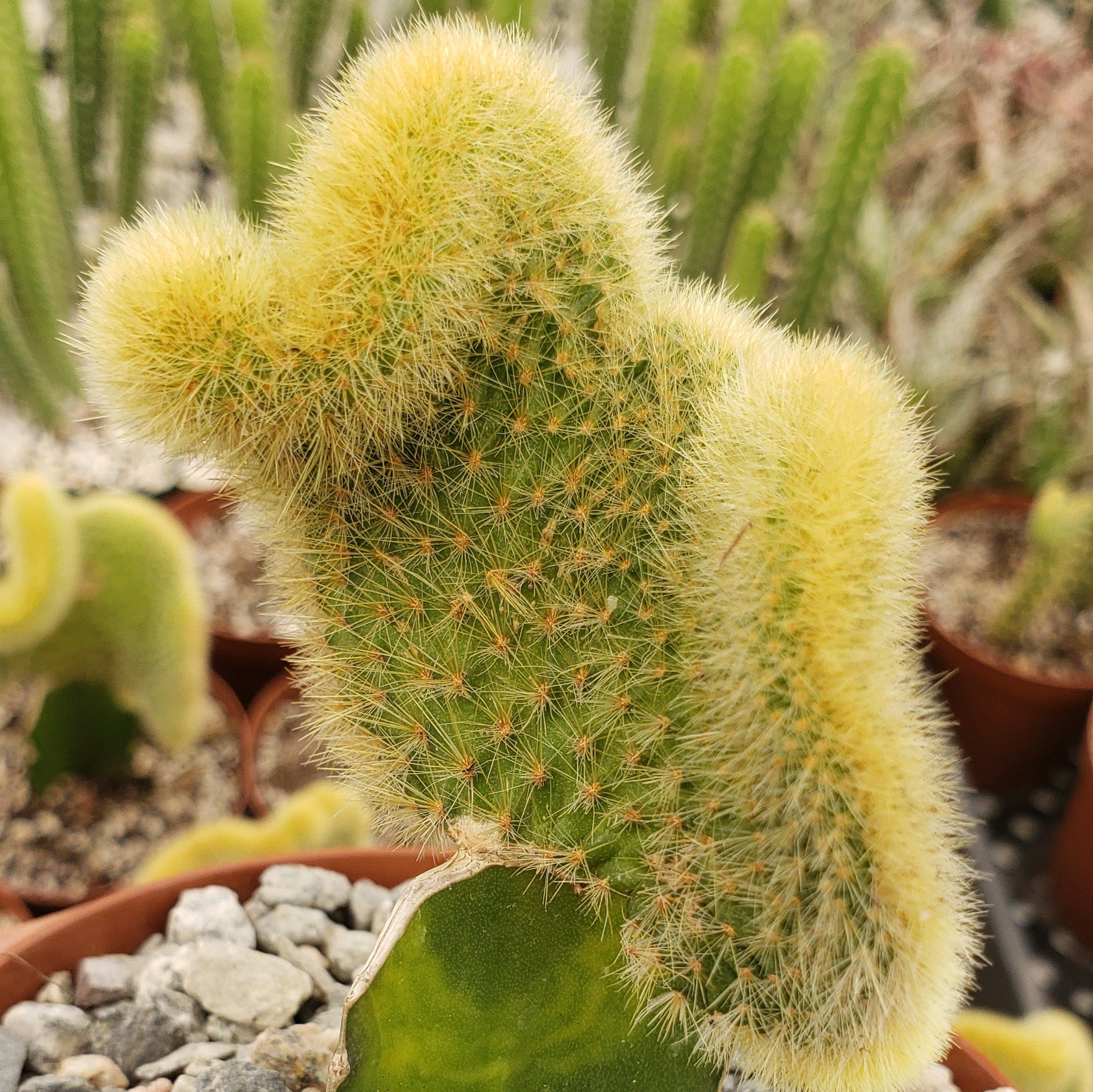 Hildewintera aureispina 'Golden Crest'