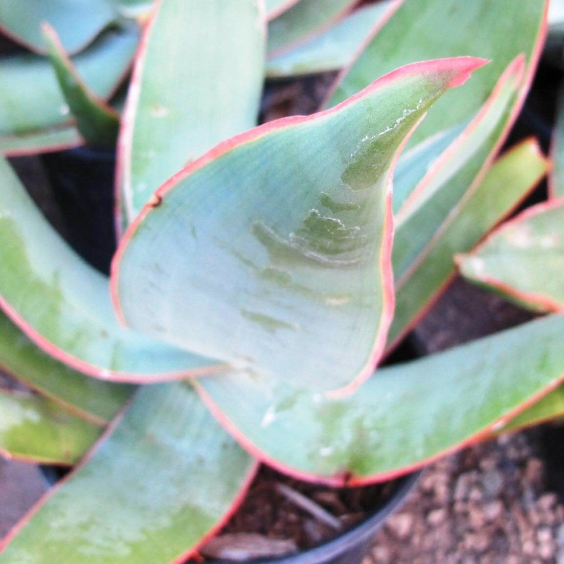 Aloe striata - Coral Aloe