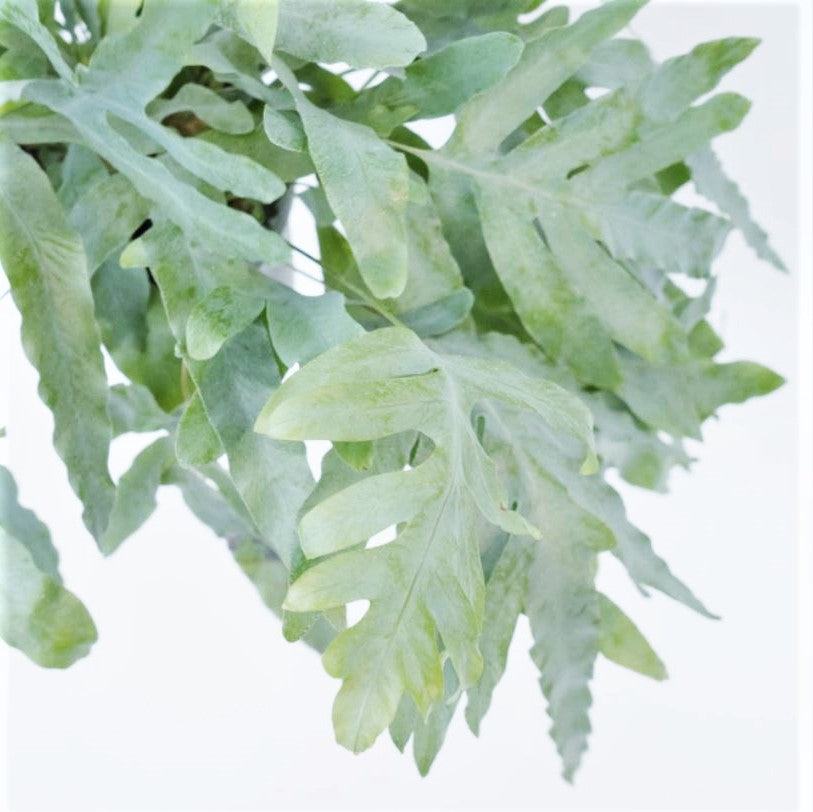Phlebodium aureum - Blue Star Fern