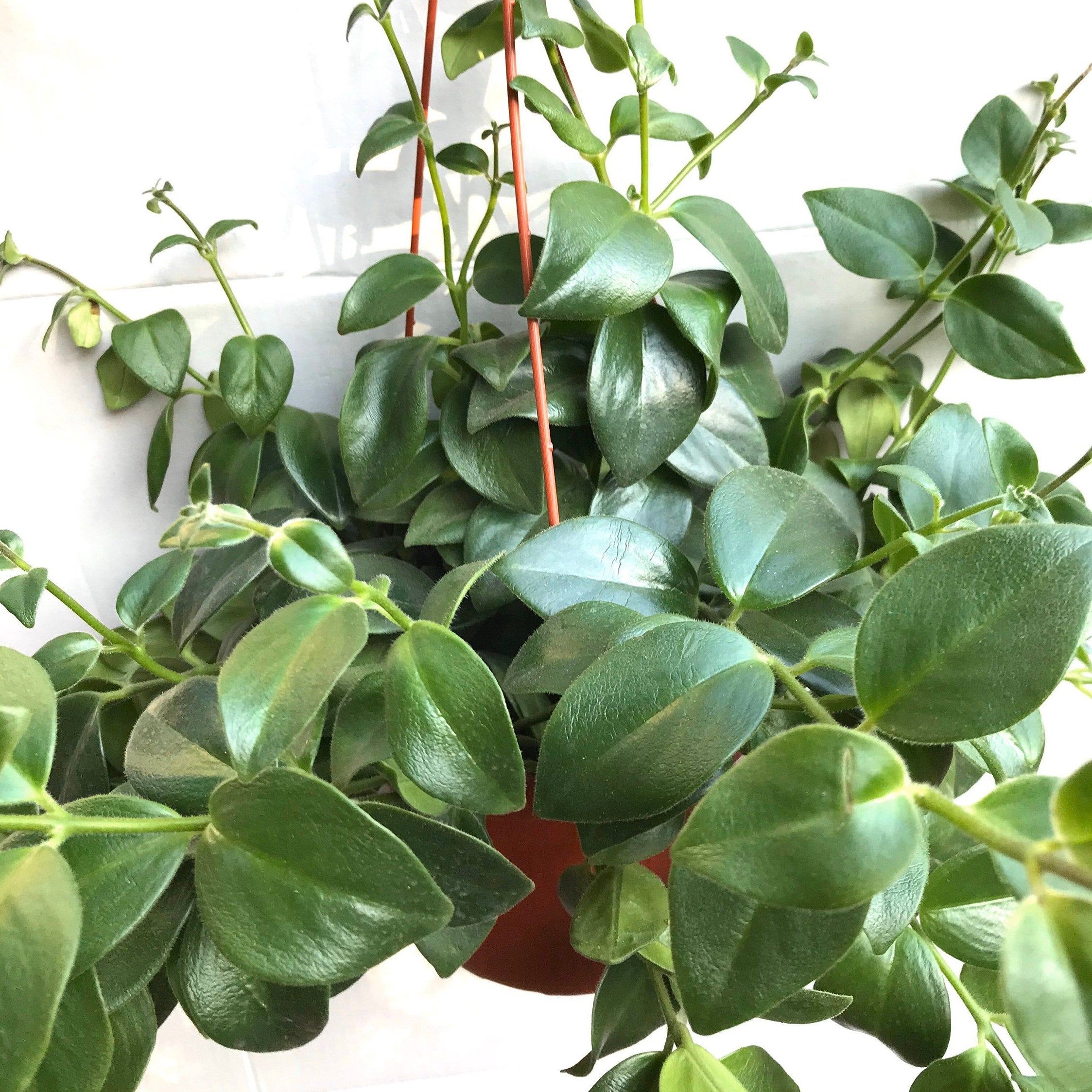 Aeschynanthus radicans 'Mona Lisa' - Lipstick Plant