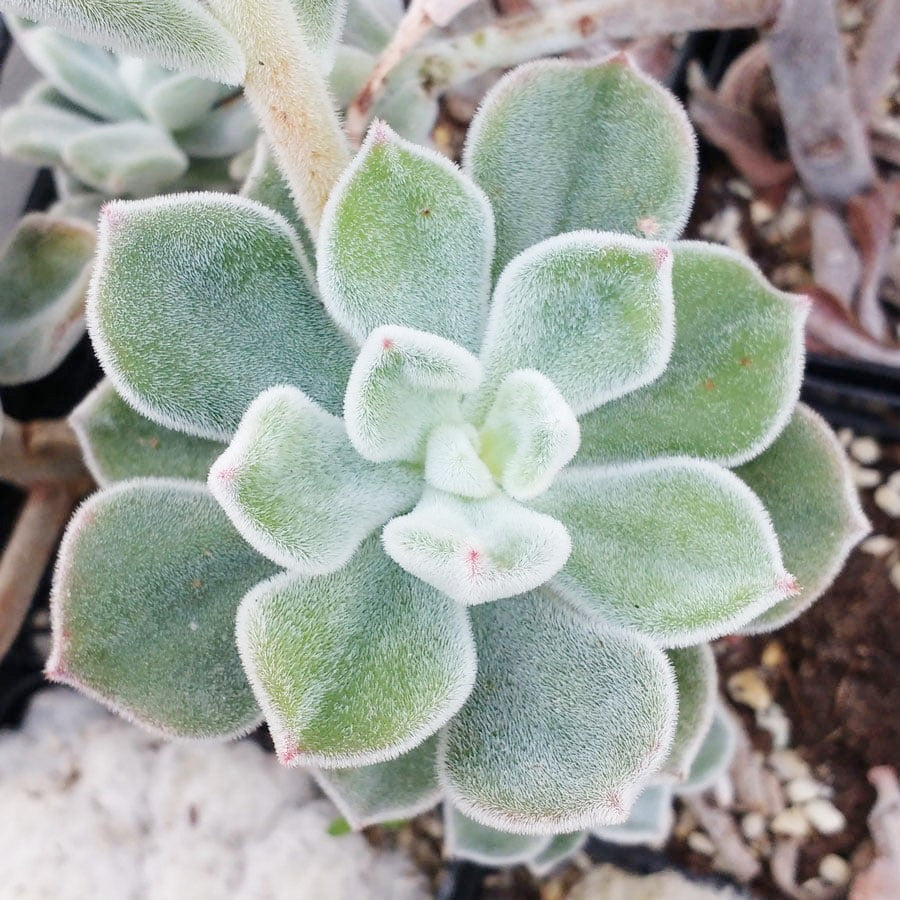 Echeveria pulvinata 'Frosty'