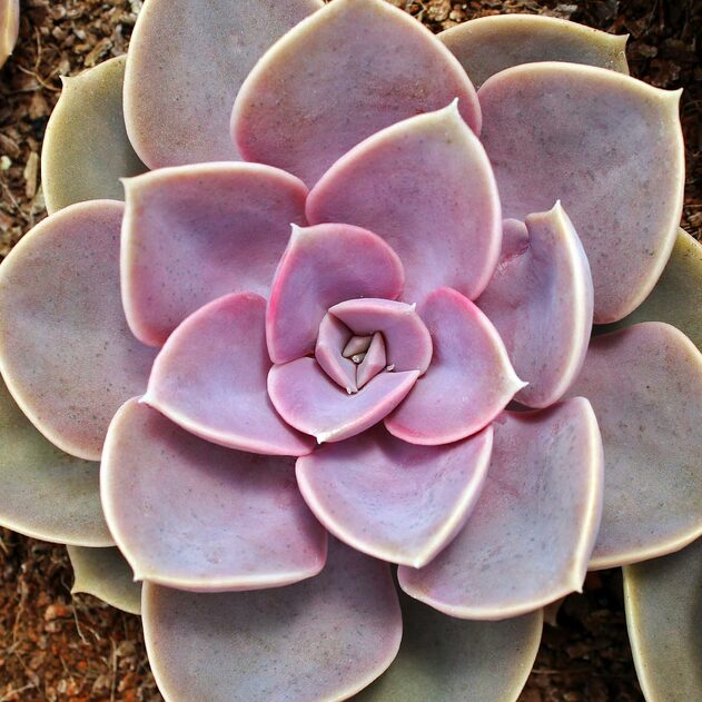 Echeveria 'Pearl von Nurnberg'