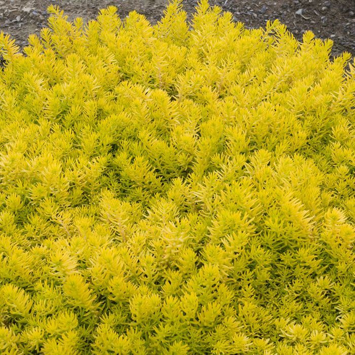 Sedum rupestre 'Gold Form' Prima Angelina