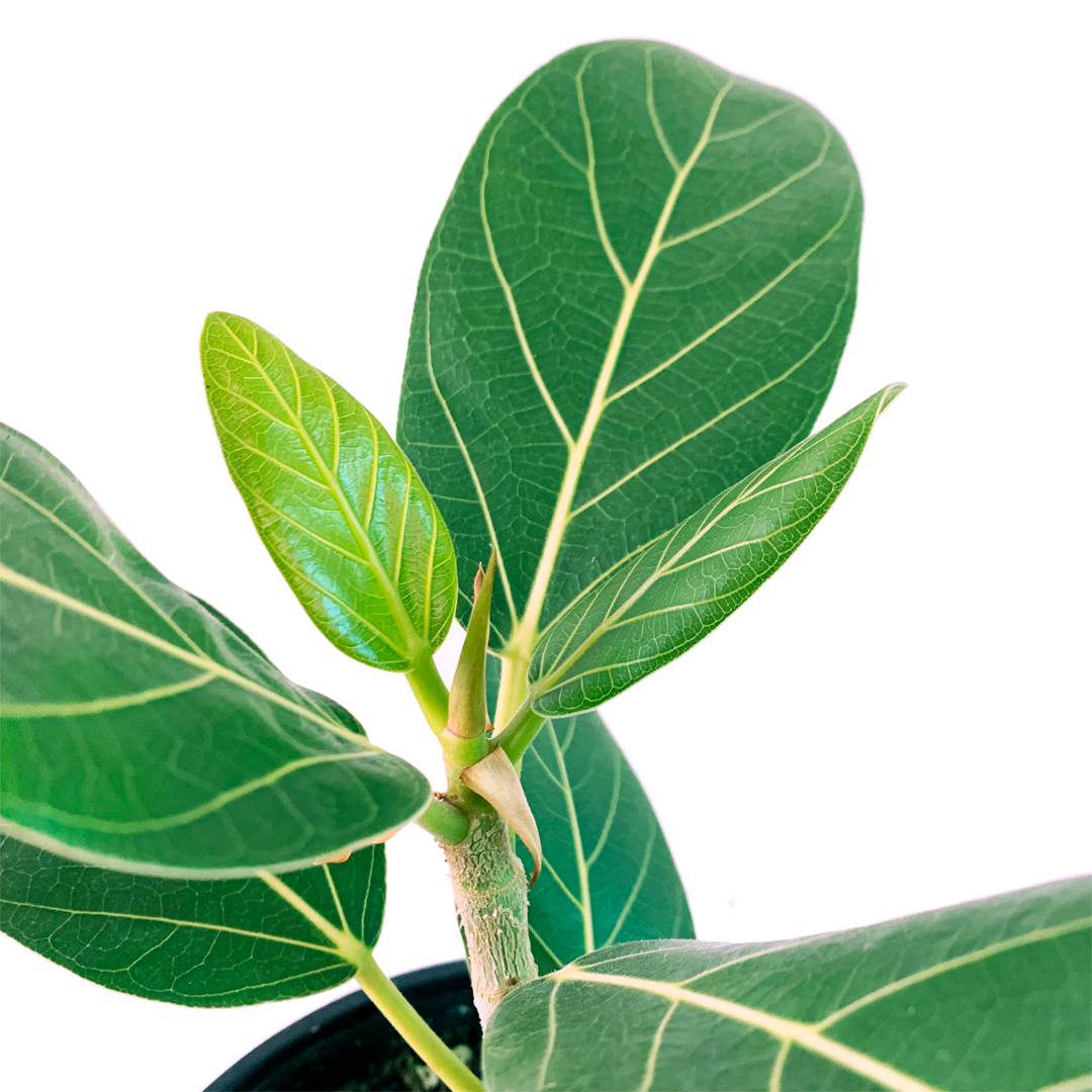 Ficus benghalensis - Ficus Audrey