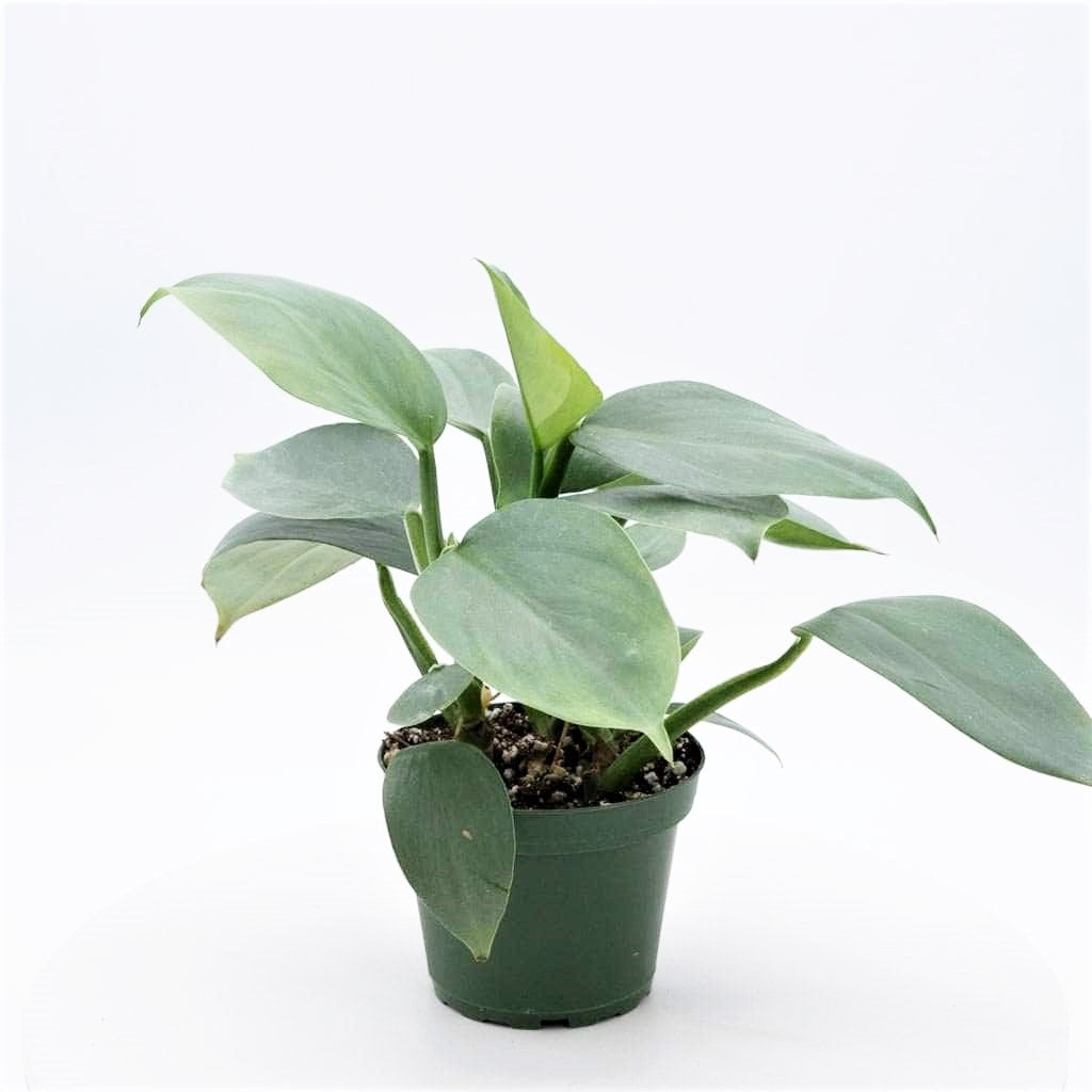 Philodendron hastatum 'Silver Sword'